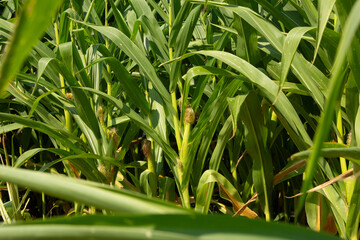 A view of ears of corn growing in a field of corn plants.