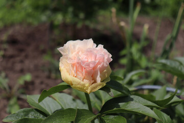 Lois Choice.Peony in the garden. Shot of a peony in bloom works perfectly with the green background. Spring background. Blooming, spring, flora. Flowers photo concept. Greeting cards.