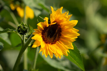 A view of a sunflower in a field.