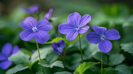Vibrant Purple Geranium Flowers Blooming in Lush Green Garden