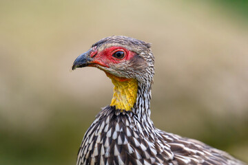 Portrait of a Yellow-necked Spurfowl. Pternistis leucoscepus, Bioparc, Doué la Fontaine, Doué en Anjou, Maine et Loire 49, Région Pays de la Loire, France, European Union, Europe