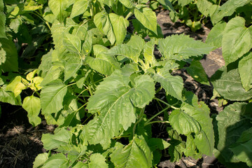 A view of the leaves of sunflower plants.