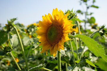 A view of a sunflower in a field.