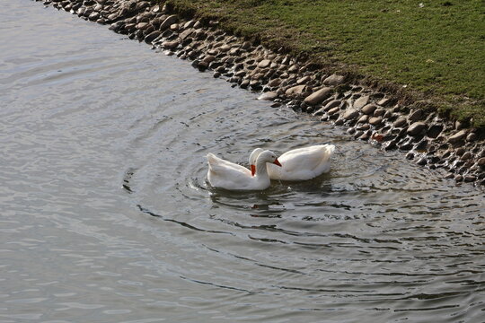 swans on the lake