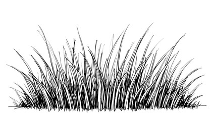 black nad white png of grass no background 