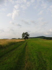 Fototapeta premium Field