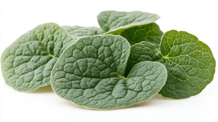 Fresh Green Leaves of an Aromatic Herb on a White Background for Culinary Use and Decoration