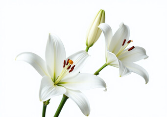 Fototapeta premium isolated white lily flowers pure white background create stunning visual