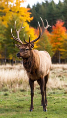 Fototapeta premium Design a majestic elk standing proudly in a forest clearing, with rich autumn colors framing the scene.