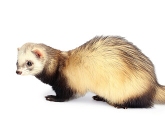 Cute ferret on white background. Domestic pet
