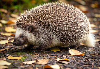 Create an image of a whimsical hedgehog waddling through a forest floor littered with leaves.