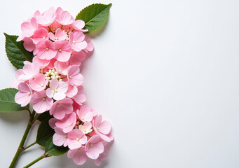 pastel pink hydrangea flowers flat lay arrangement clean top view ample white copy space surrounding