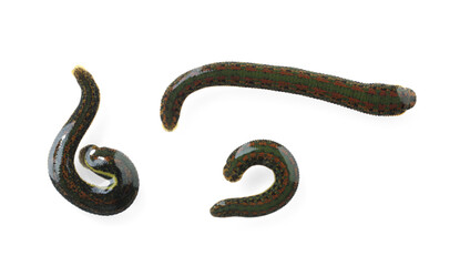 Medicinal leeches isolated on white, top view