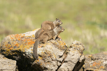 California ground squirrel (Otospermophilus beecheyi), also known as the Beechey ground squirrel, is a common and easily observed ground squirrel.