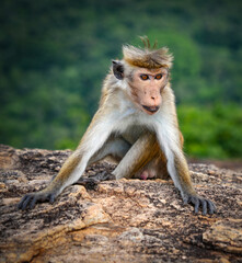 Tonque macaque sitting on a rock, Sri Lanka. The toque macaque Macaca sinica is a reddish-brown-coloured Old World monkey endemic to Sri Lanka	

