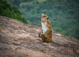 Tonque macaque sitting on a rock, Sri Lanka. The toque macaque Macaca sinica is a reddish-brown-coloured Old World monkey endemic to Sri Lanka	