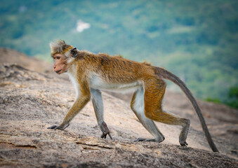 Tonque macaque sitting on a rock, Sri Lanka. The toque macaque Macaca sinica is a reddish-brown-coloured Old World monkey endemic to Sri Lanka	
