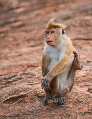 Obraz premium Macaque monkey sitting on Pidurangala Rock, Sigiriya, Sri Lanka, Asia