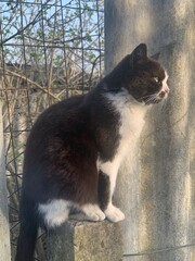 A black and white cat sits attentively on a wooden ledge, gazing outside. Sunlight illuminates the scene, highlighting lush green foliage in the background © BoTanya