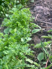 Lush green herbs are thriving in a garden bed, basking in natural sunlight. The soil is rich and dark, indicating healthy plant growth. Various herb leaves are visible
