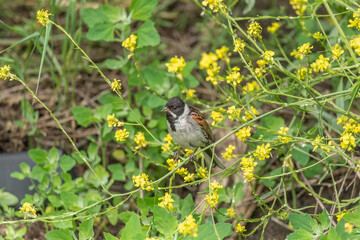 reed bunting male, emberiza schoeniclus, on a plant in the summer in the uk
