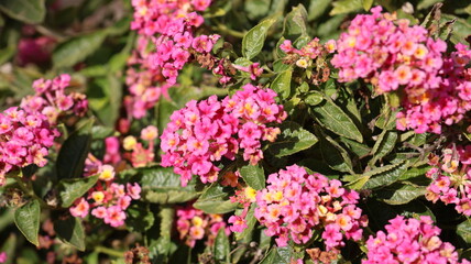 Obraz premium pink hydrangea flowers