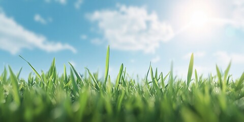 Obraz premium Sunny day, green grass closeup, blue sky, clouds. Nature background