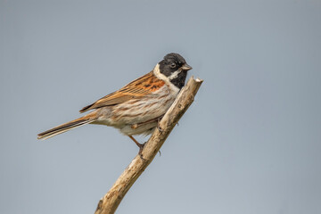 reed bunting, emberiza schoeniclus, perched on the branch of a tree in the summer in the uk