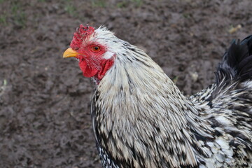 COQ BLANC ET ROUGE