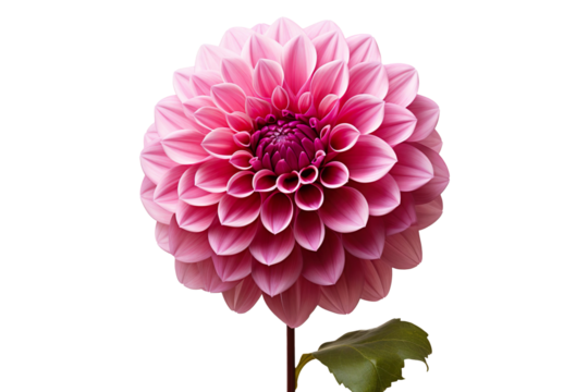 dark pink dahlia isolated on transparent background