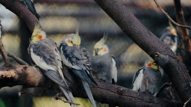 A group of cockatiels perched on a branch in an aviary. These beautiful birds, with their grey and white feathers and distinctive yellow crests, create a calming and peaceful scene.