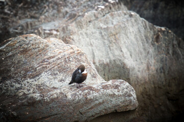 out in nature - white-throated dipper,cinclus cinclus, sitting on a stone in a mountain stream, at the courtship season of this birds