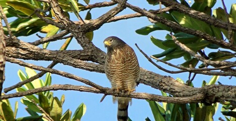 Hawk, bird of prey, Tauató-miudo,