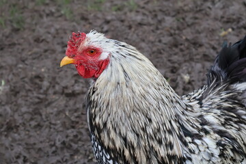 COQ BLANC ET ROUGE