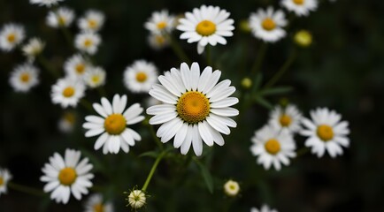 Fresh Daisy Bloom