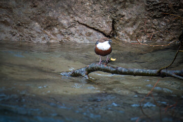out in nature - white-throated dipper,cinclus cinclus, sitting on a stone in a mountain stream, at the courtship season of this birds