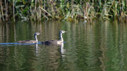 Two grebe bird chicks swimming on water in summer