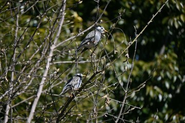White cheeked starlings (Spodiopsar cineraceus). Passeriformes Sturnidae. Wild birds. Omnivorous, live in groups, and make loud cries.