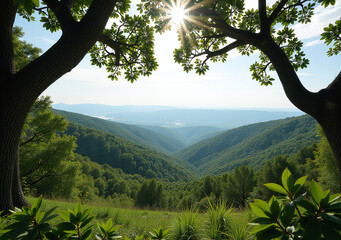 viewing tree branches offers unique perspective surrounding landscapes