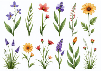 watercolor illustrations wildflowers grass foliage vintage style botanic garden collection isolated vector