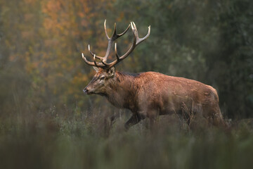 Close-up of a red deer. A deer with large antlers walks across a field. Autumn background.