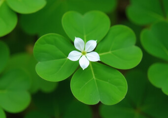 white flowers bloom clover leaf forming small white blossom five petals