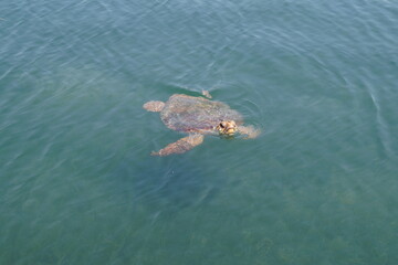 Turtle in the water