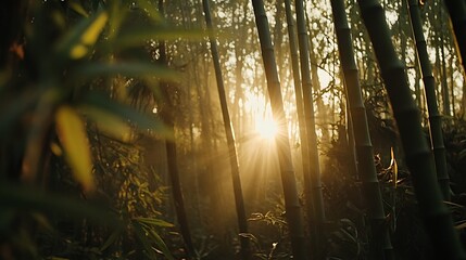 Sun rays through bamboo forest at dawn. Peaceful nature scene, ideal for meditation or travel brochures