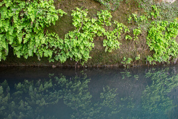 Naklejka premium Adiantum capillus-veneris, the Southern maidenhair fern, black maidenhair fern, maidenhair fern, and venus hair fern, is a species of ferns in the genus Adiantum and the family Pteridaceae