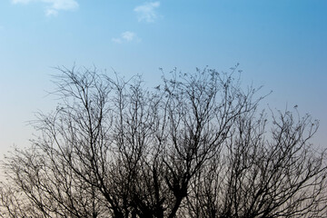 Bare tree branches against a clear blue sky in daylight the image creates a contrast between the intricate branches and the serene sky