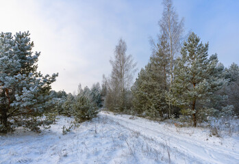 A snow-covered road through a winter forest