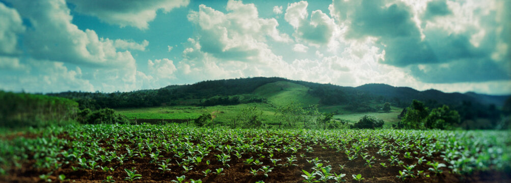 Tobacco fields in Vinales Valley, Vinales, Cuba.