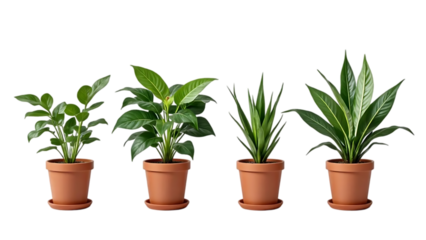 potted plants with varied greenery sit in terracotta pots implying nature concept in eco home