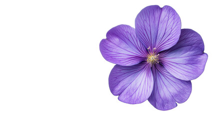 Obraz premium Purple flower with transparent background showing veins and pistil
